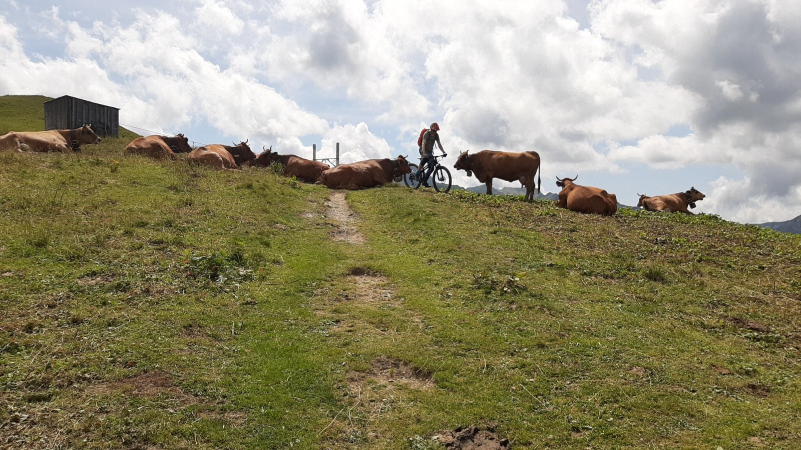 #21 Terre à vaches Terre à vaches