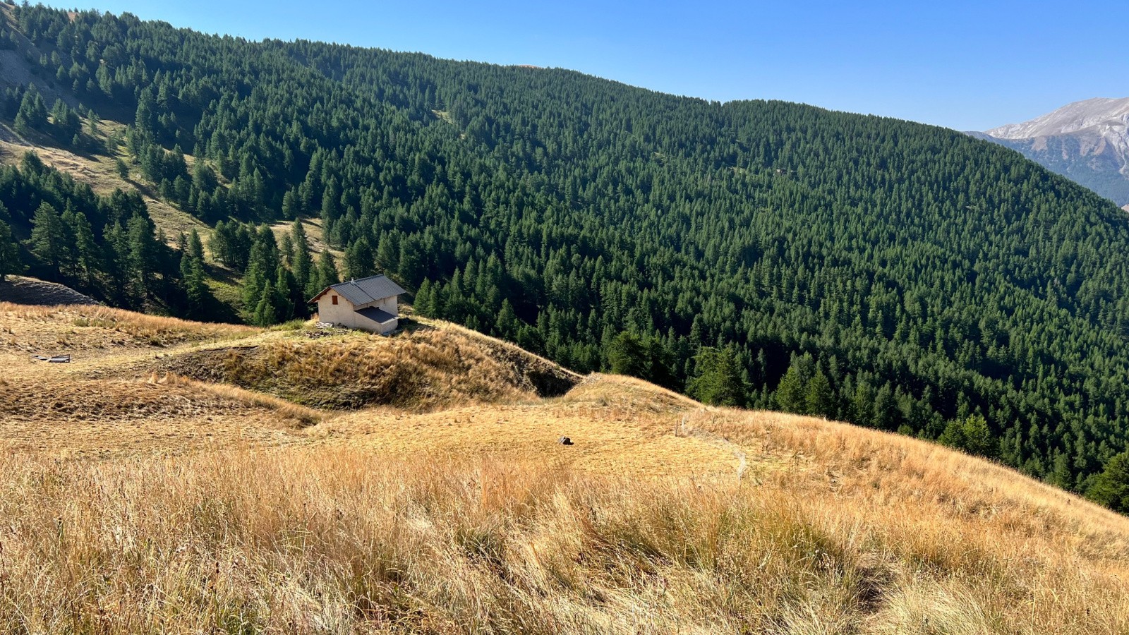 Pas un seul quadrupèdes à la cabane