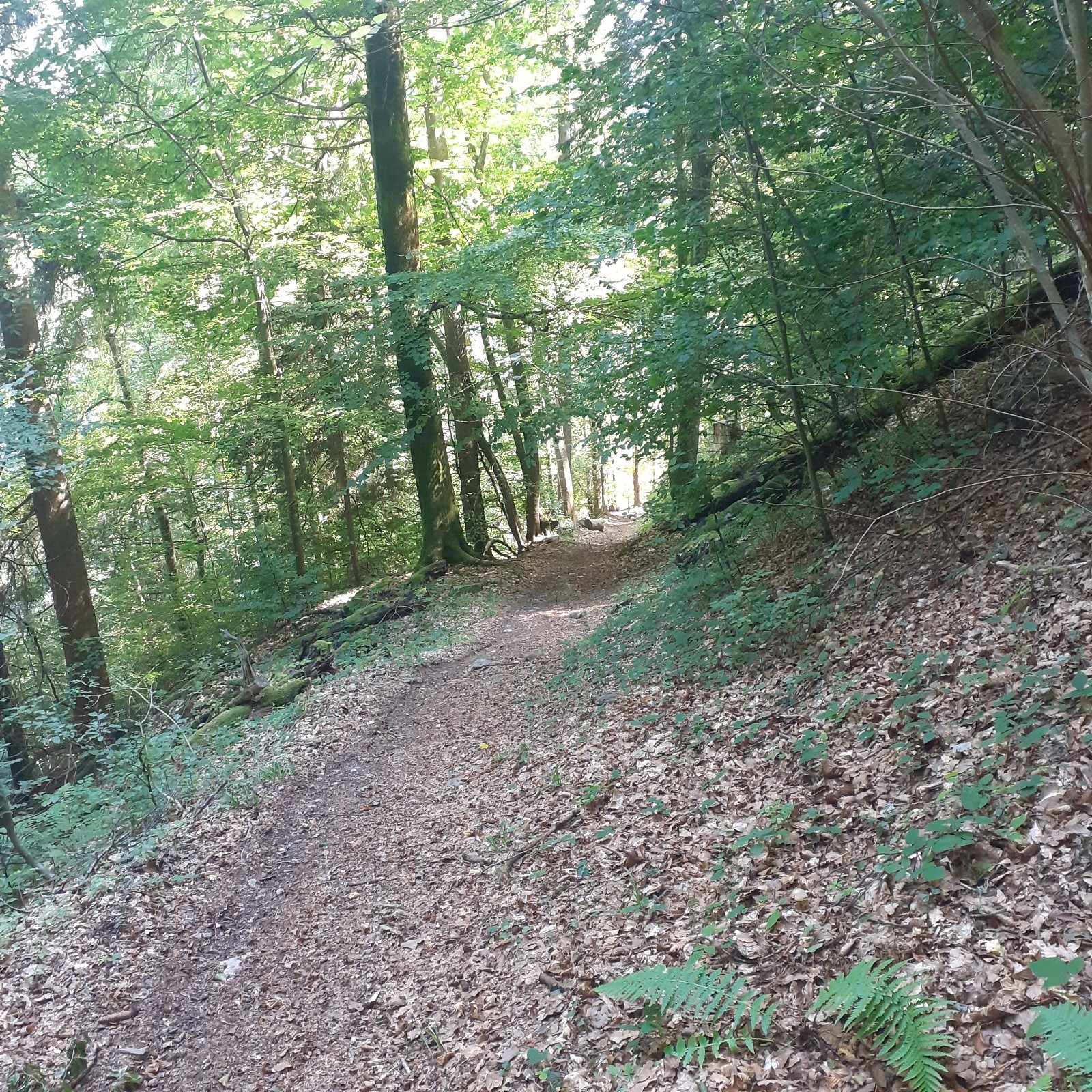 Sentier du Fer, très propre.