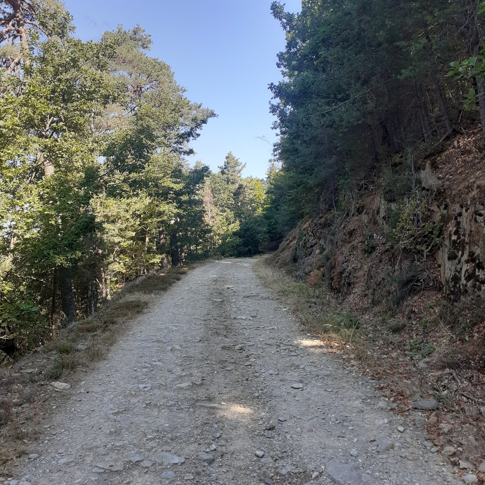 Bambi au bord du chemin peut profiter des dernières journées  d'insouciance 