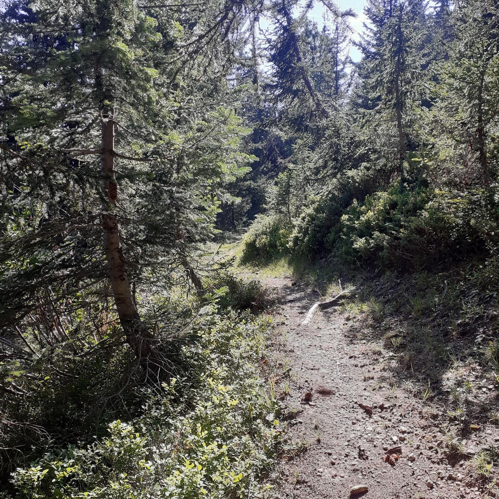  Le chemin de Secheron qui suit le chalet