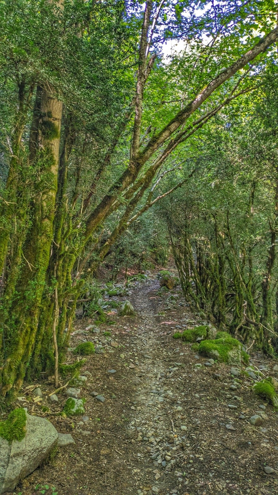 Forêt enchantée 