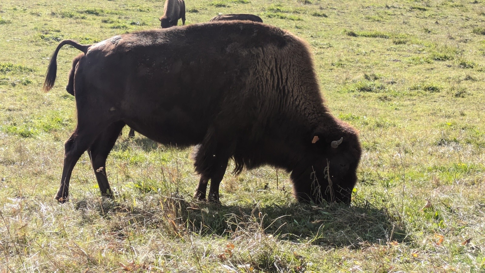Élevage de bisons (une bonne trentaine) avec plein de petits.