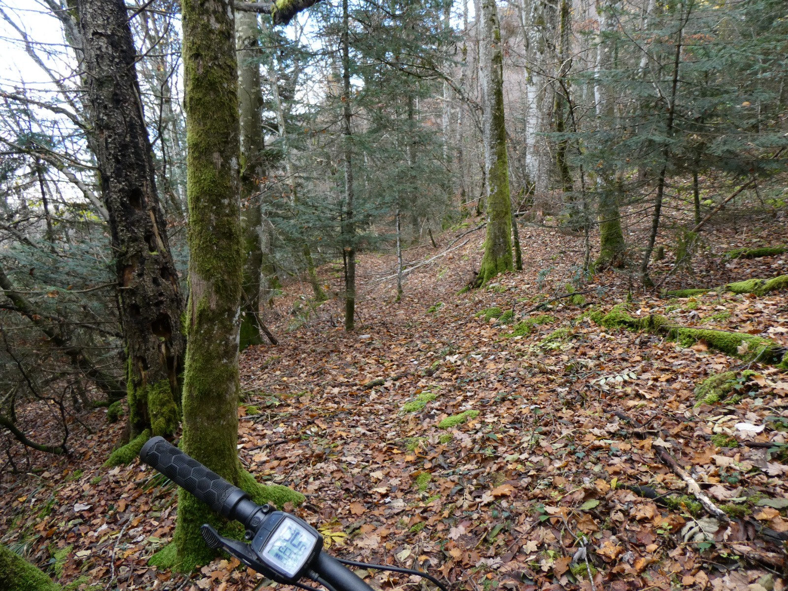 Dans la forêt 