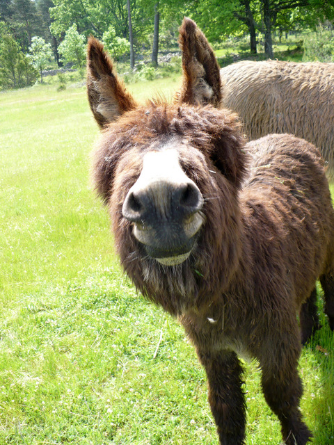 #6 burro : dis bonjour à tonton Fontra ! burro : dis bonjour à tonton Fontra !