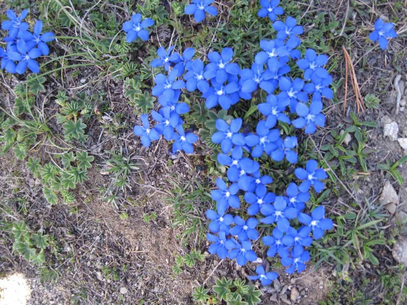 Fleurs : bleu ciel de traîne