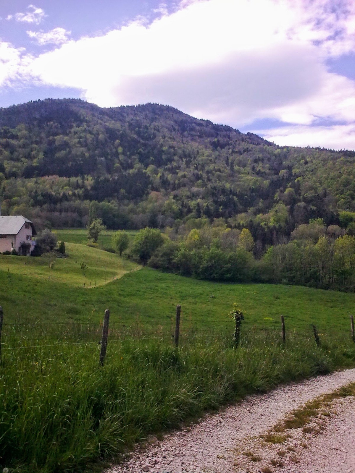 Forêt des Avignières 