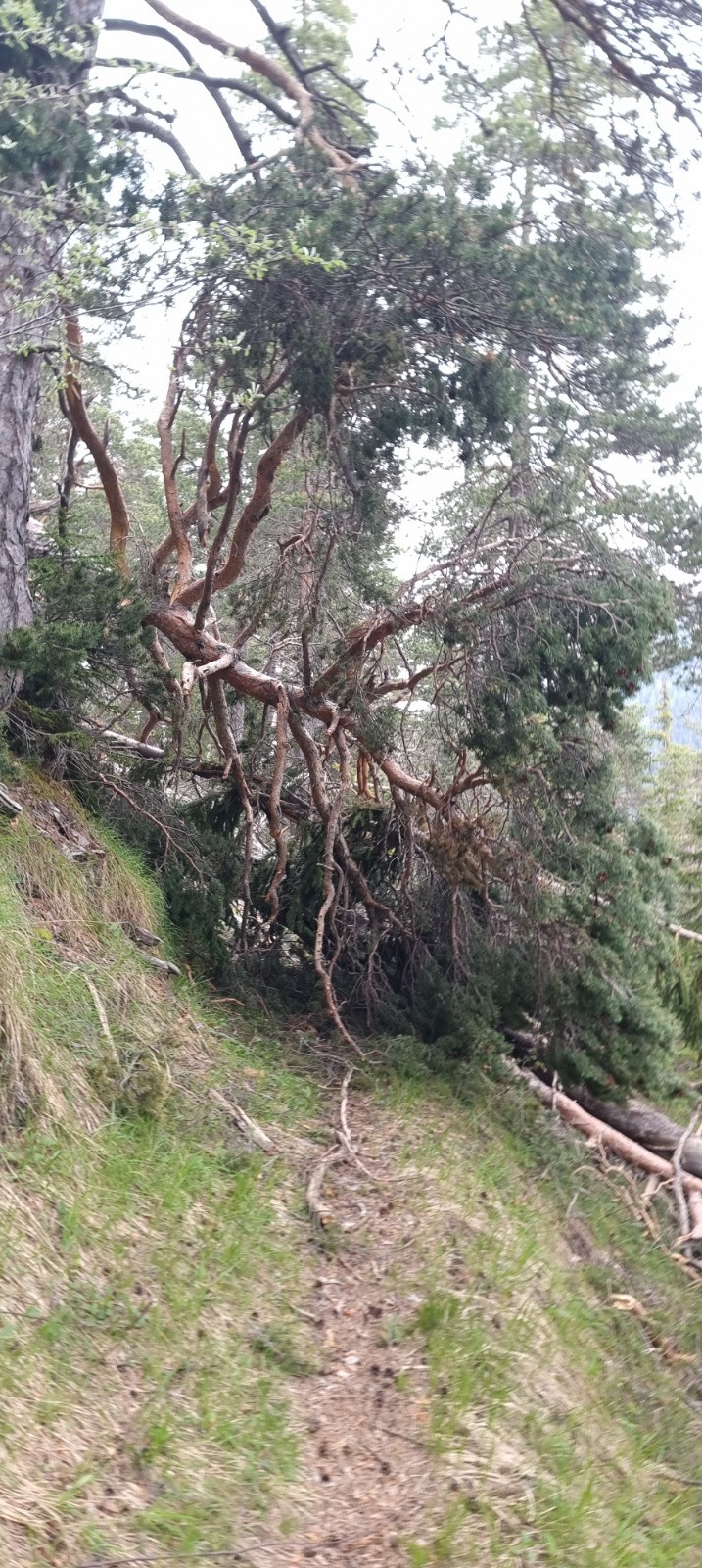 Un des nombreux arbres sur le sentier 