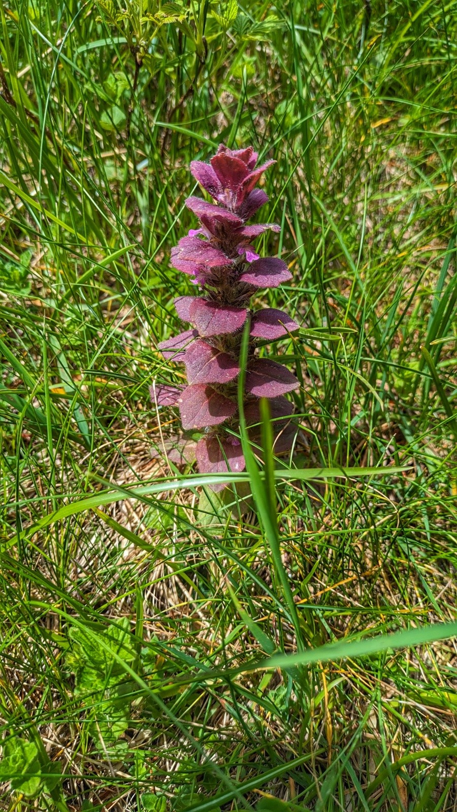  bugle pyramidale