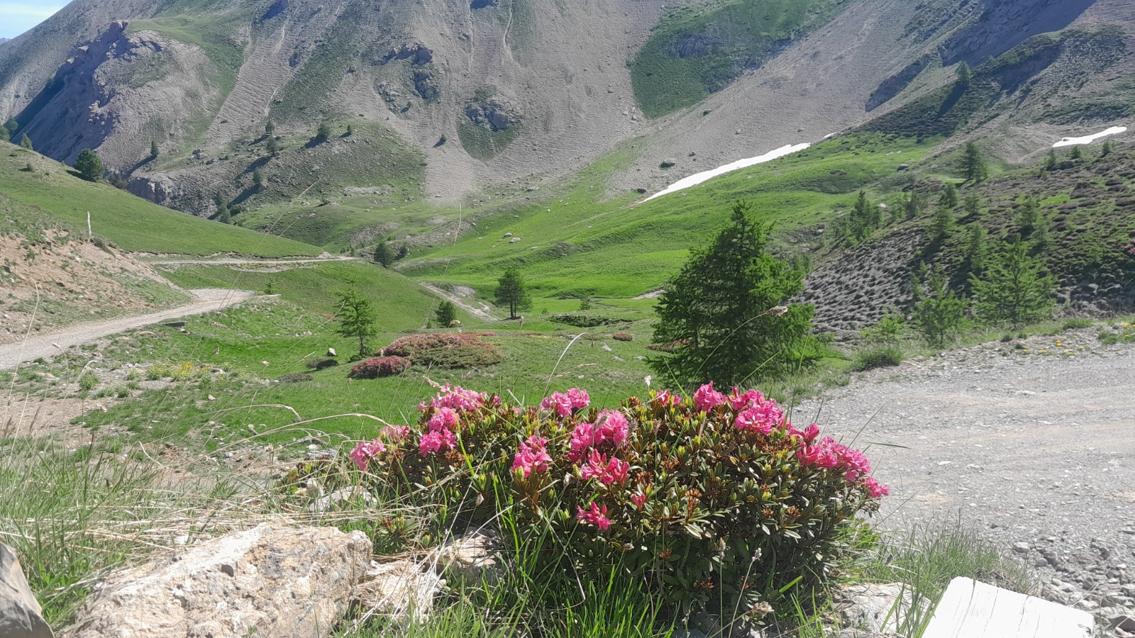 les rhodos sont en fleurs. Ça met du baume au coeur à Mich !!