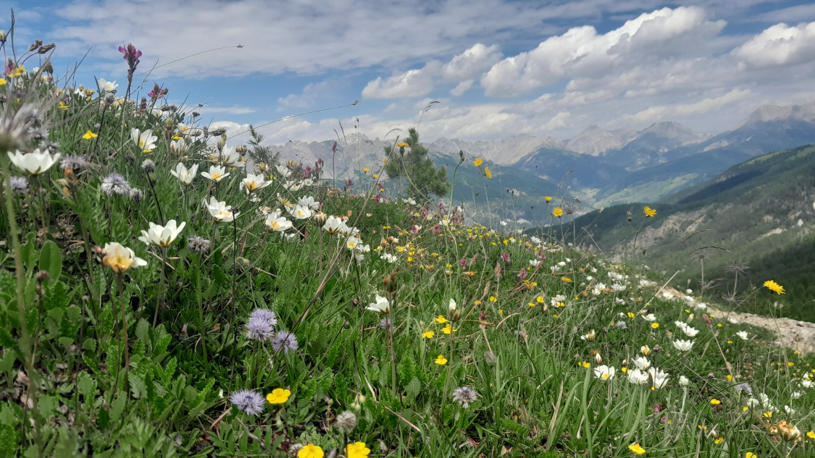 beaucoup de fleurs à cette saison c'est magnifique !