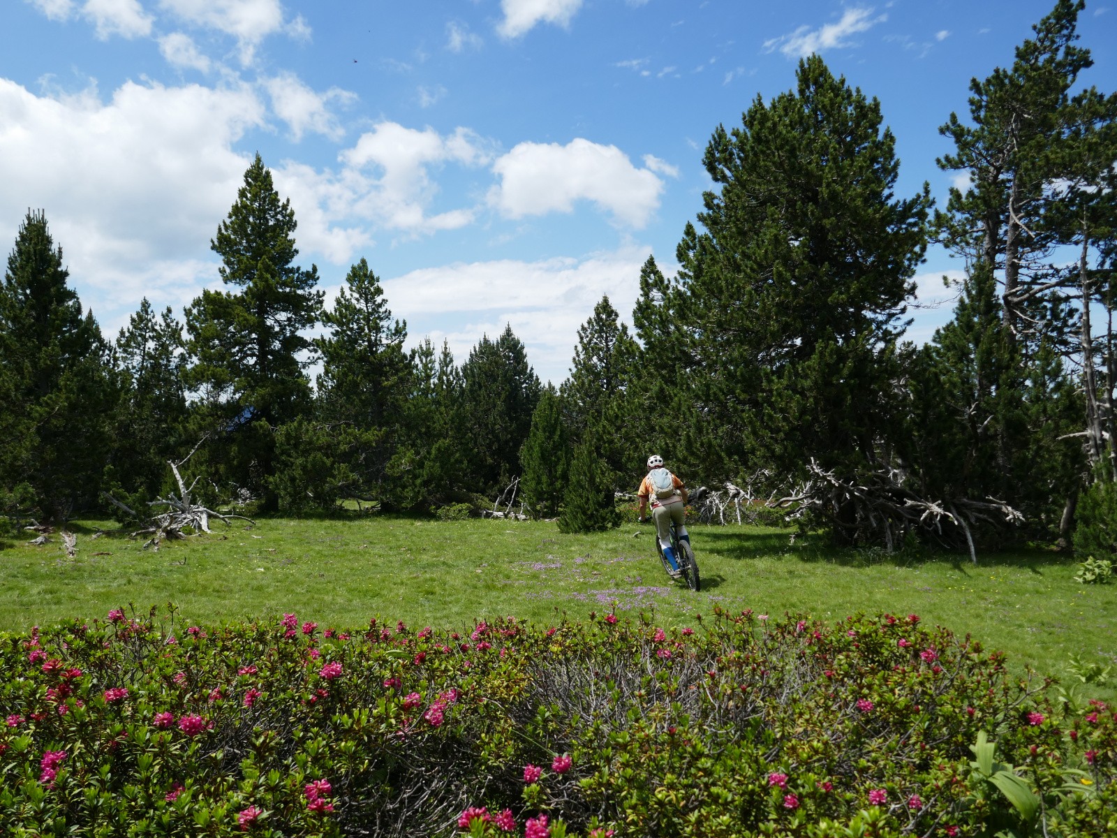 Clairières et rhodos 