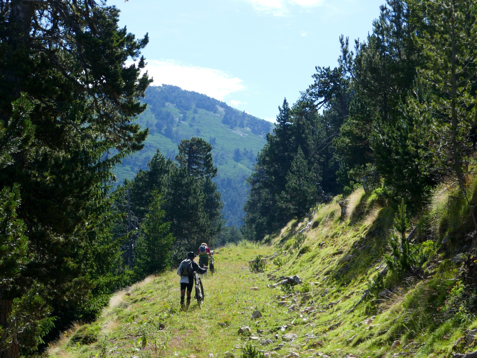 Piste de débardage 