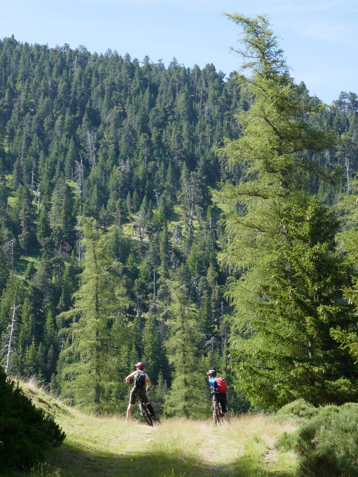 Premières biches dans la clairière 