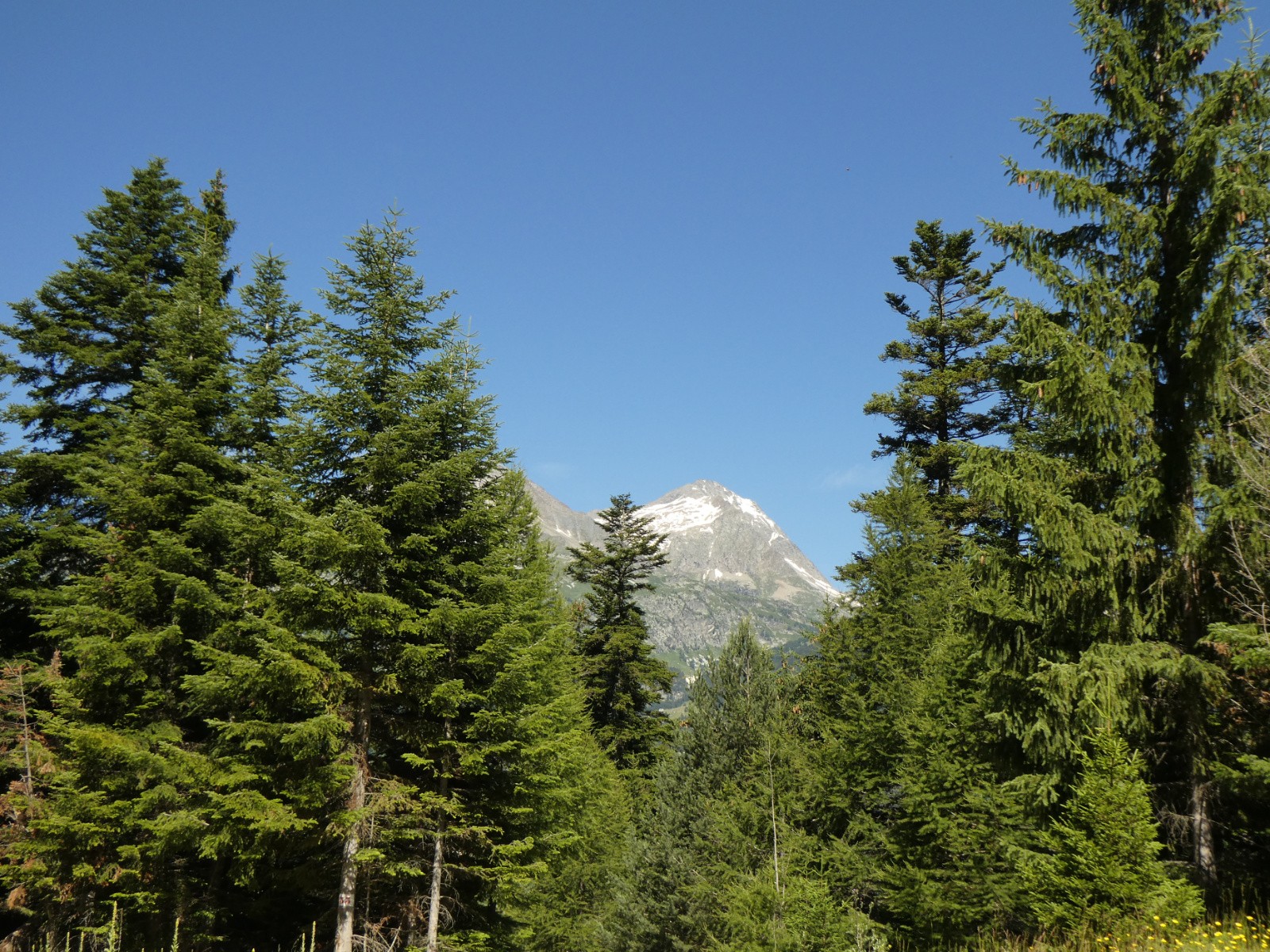 Pointe de l'Echelle entre les mélèze 