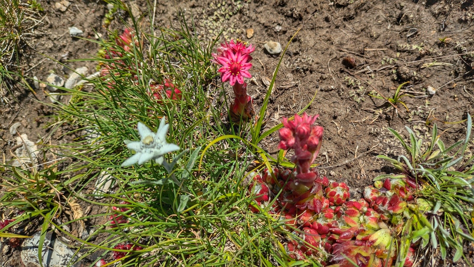 edelweiss et joubarbes