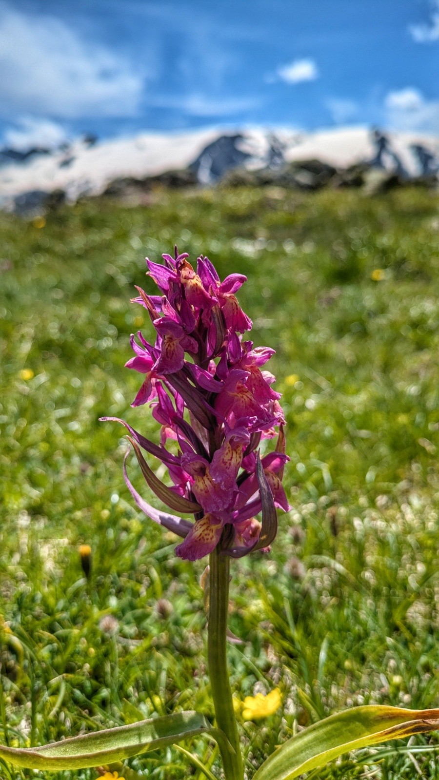  orchidée (dactylorhize de mai)