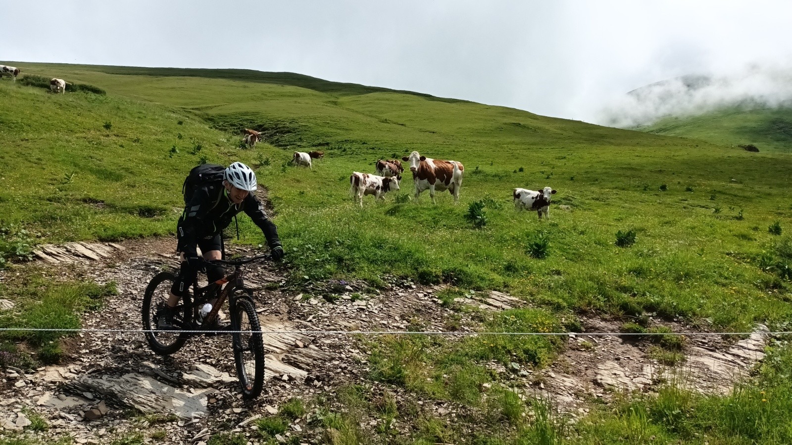 Super, avec les vaches.