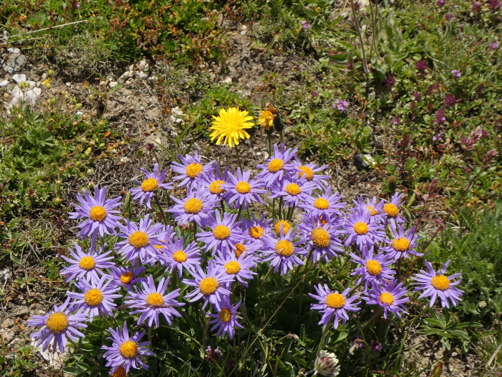 Les asters sont encore en fleur.