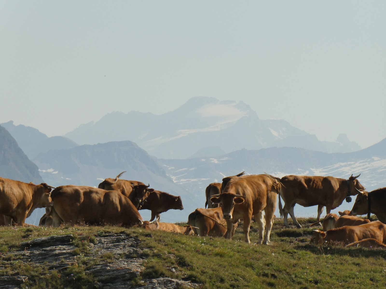 Troupeau de vache sur fond de Grand Paradis