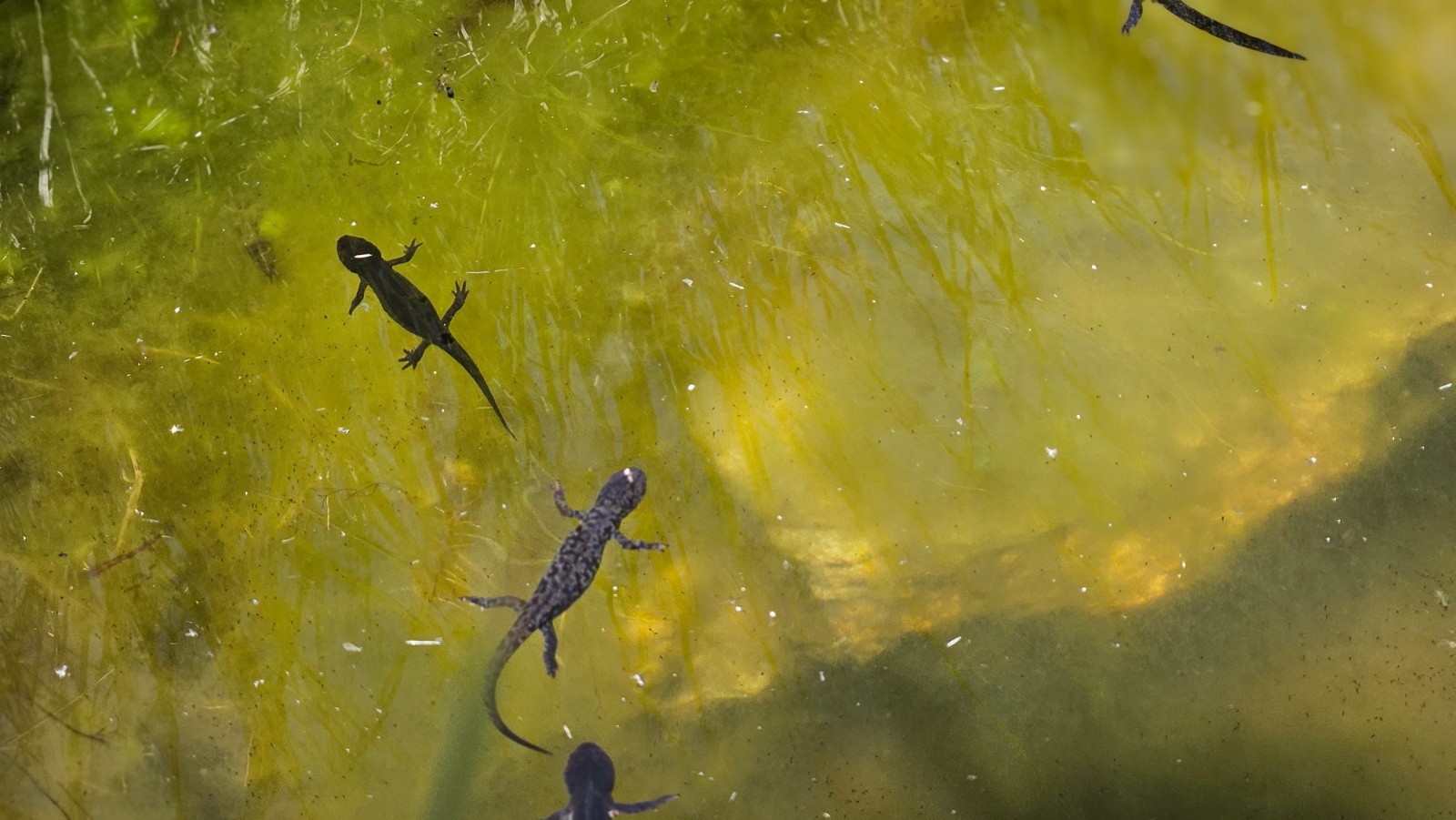  Tritons sur le plateau des lacs