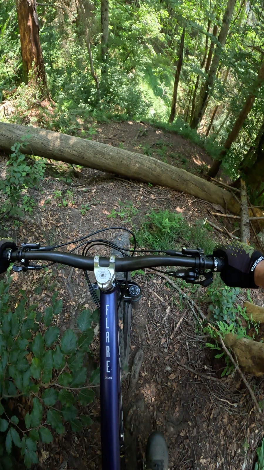 #5 Un des nombreux arbres en travers Un des nombreux arbres en travers