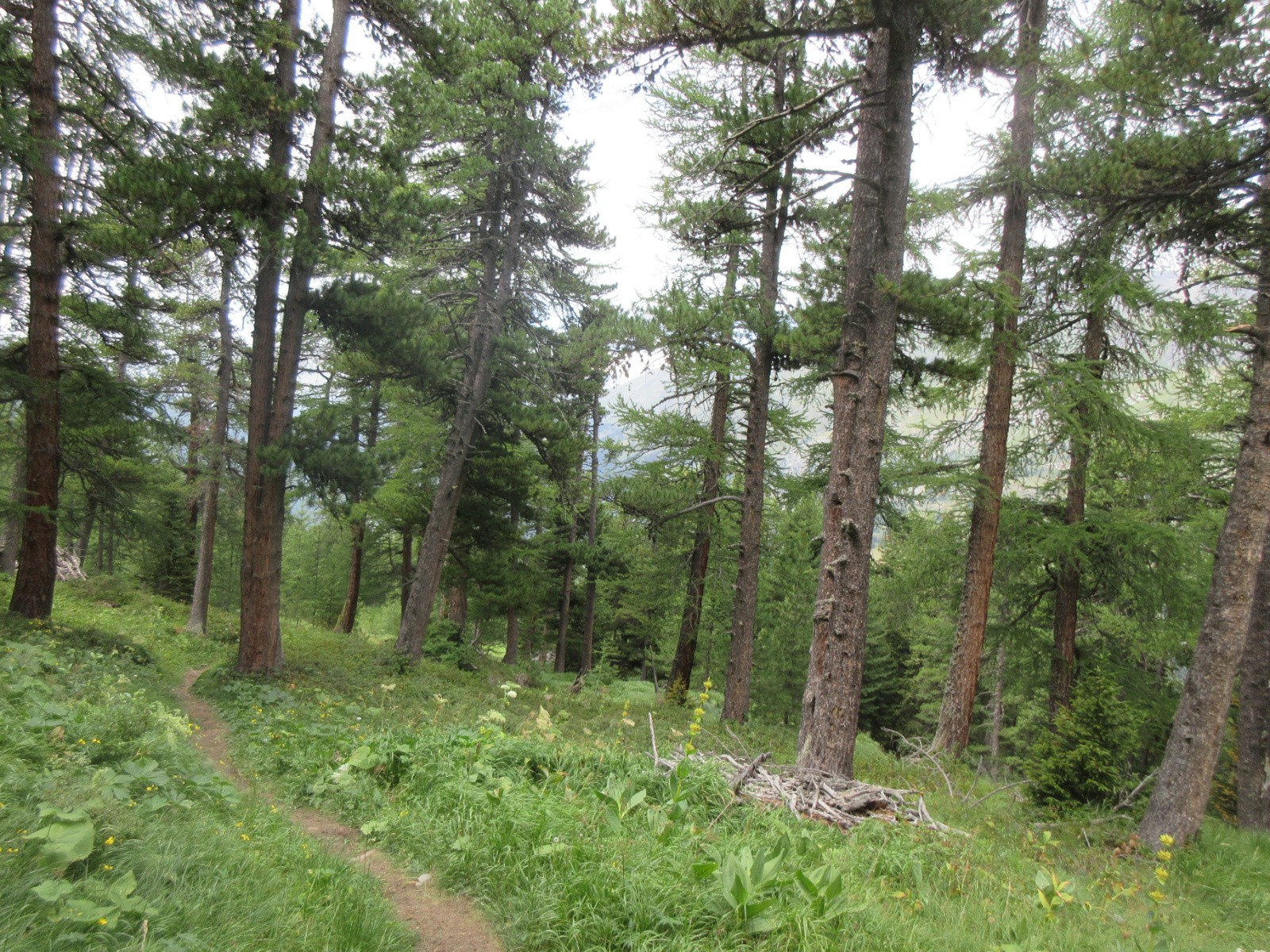 Dans le sentier de l'Arcelle