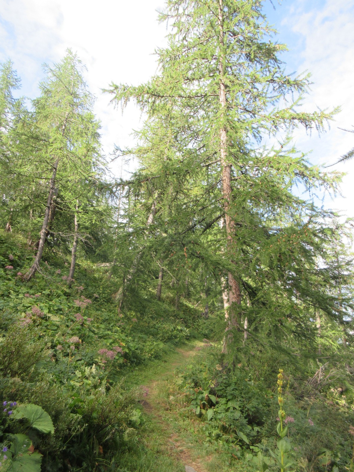 Sentier des Alpes