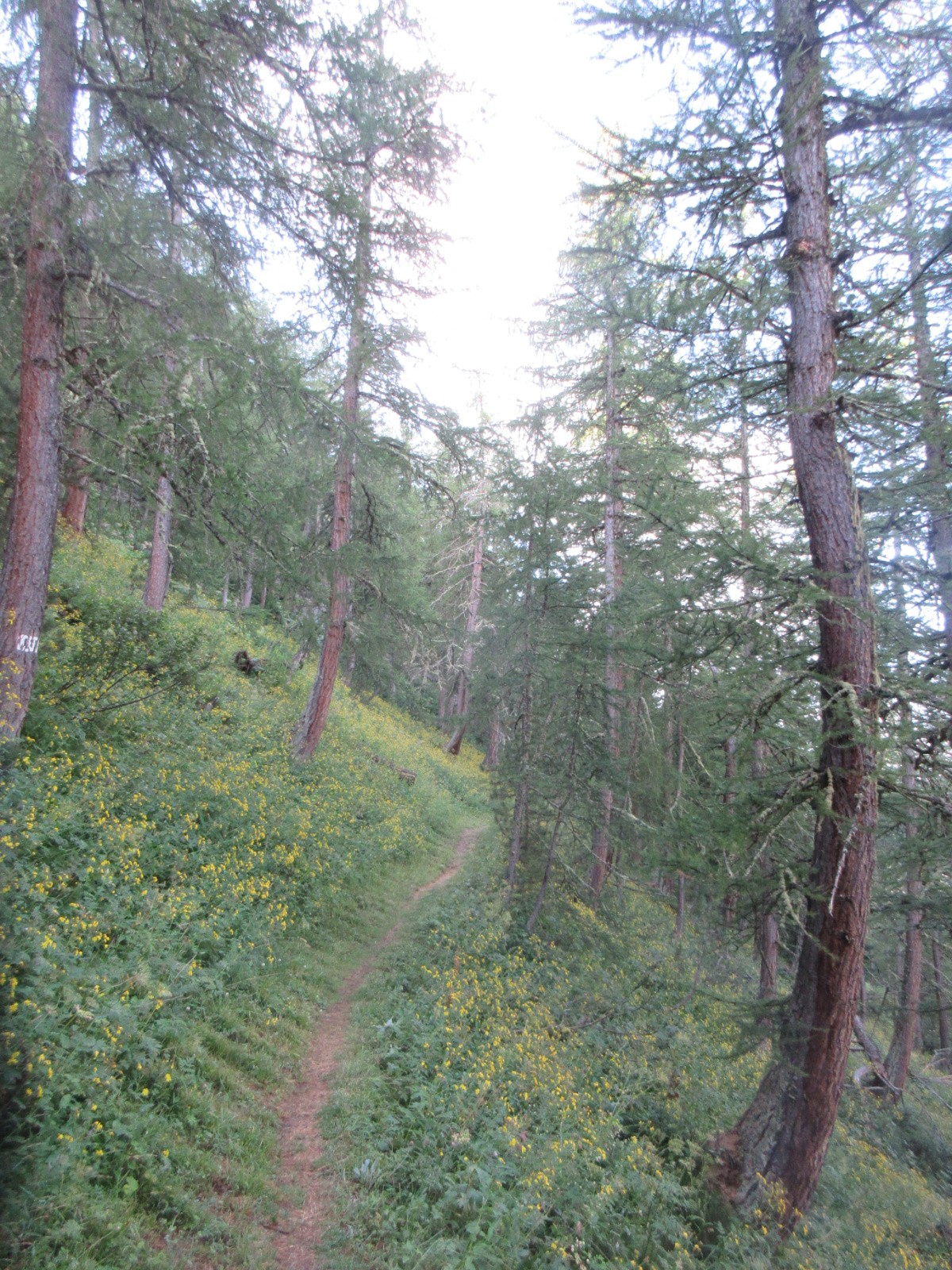 Sentier des Alpes