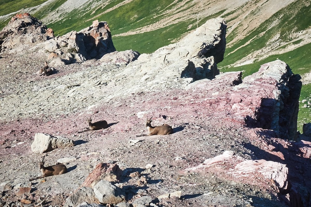 Les bouquetins du Grand Galibier