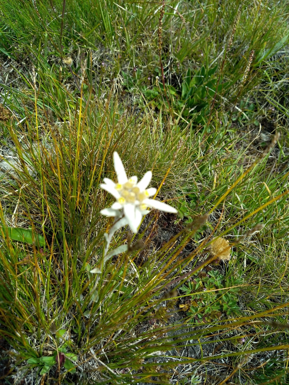  Fleur de montagne Edelweiss 