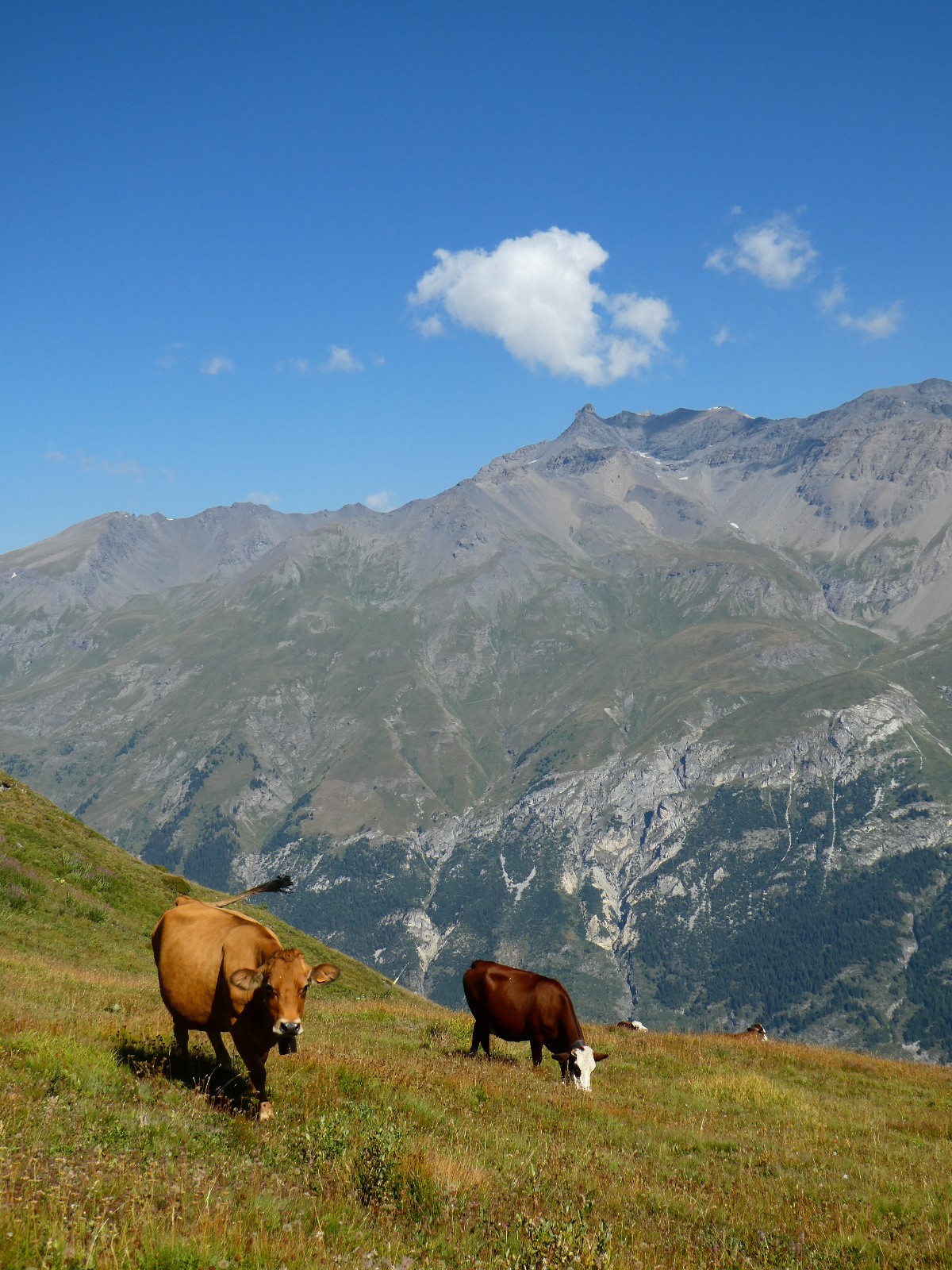 Un beau troupeau sous l'Oullon