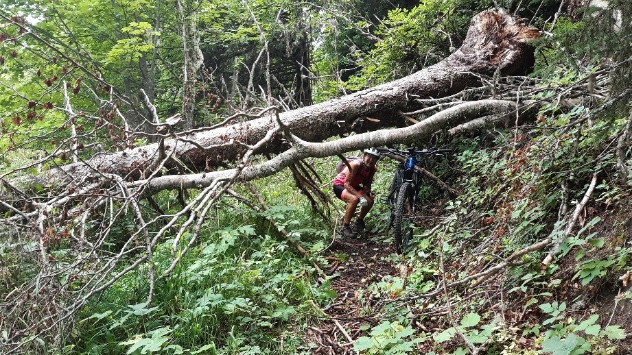 Un arbre sous notre variante du haut  de Bellecombe