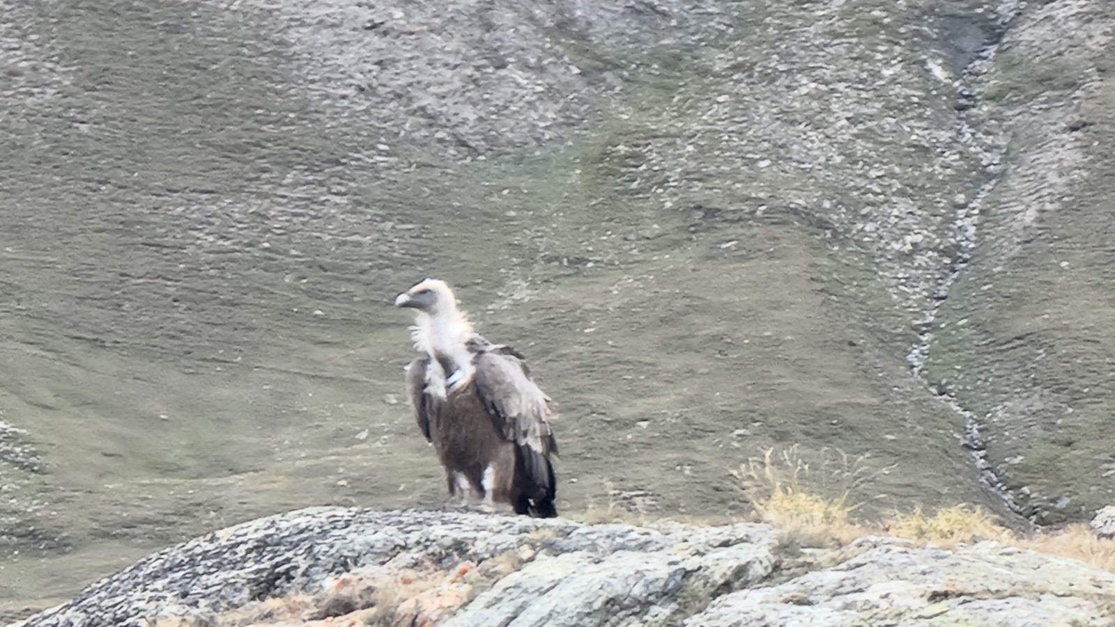 Rencontre insolite... (la carcasse était à côté du sentier) 