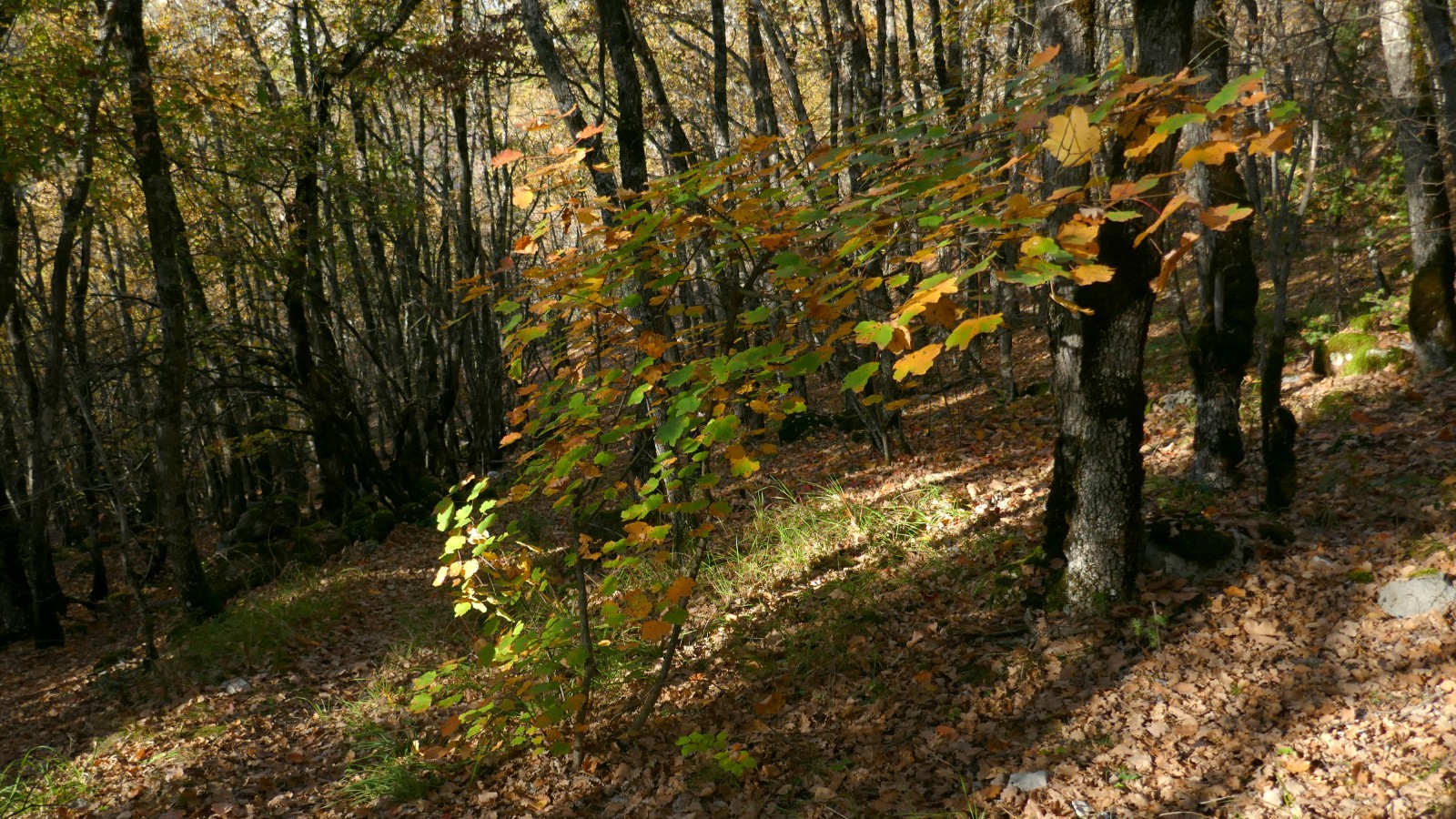 Sur le sentier final.  