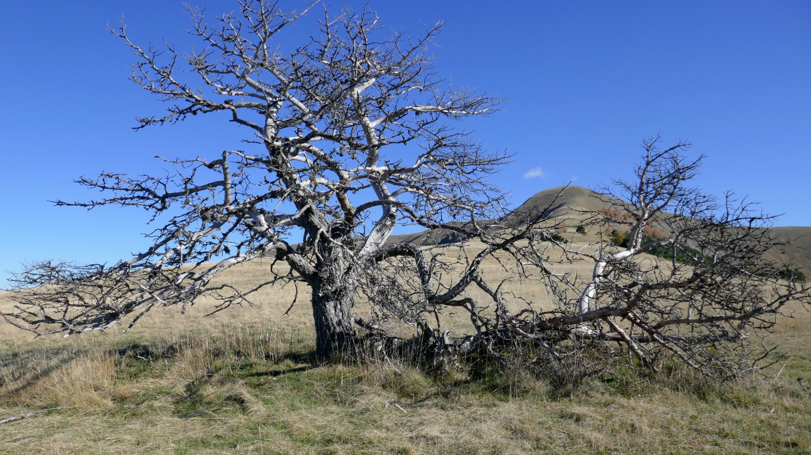 Sur la Crête de la Colle. 