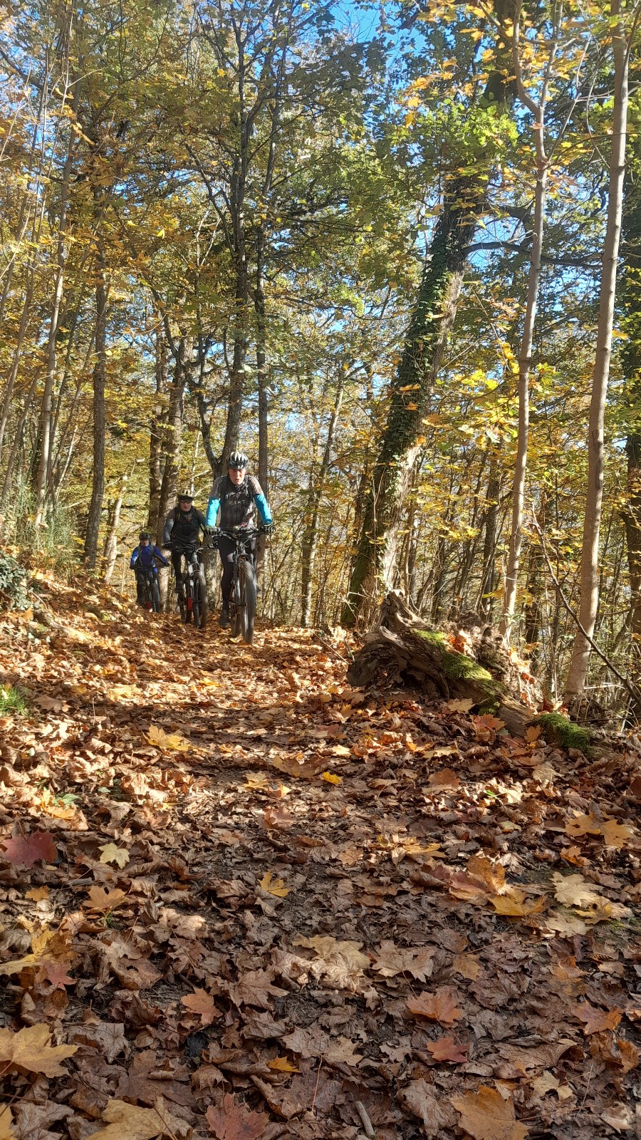 Ca roule bien dans les feuilles !! 