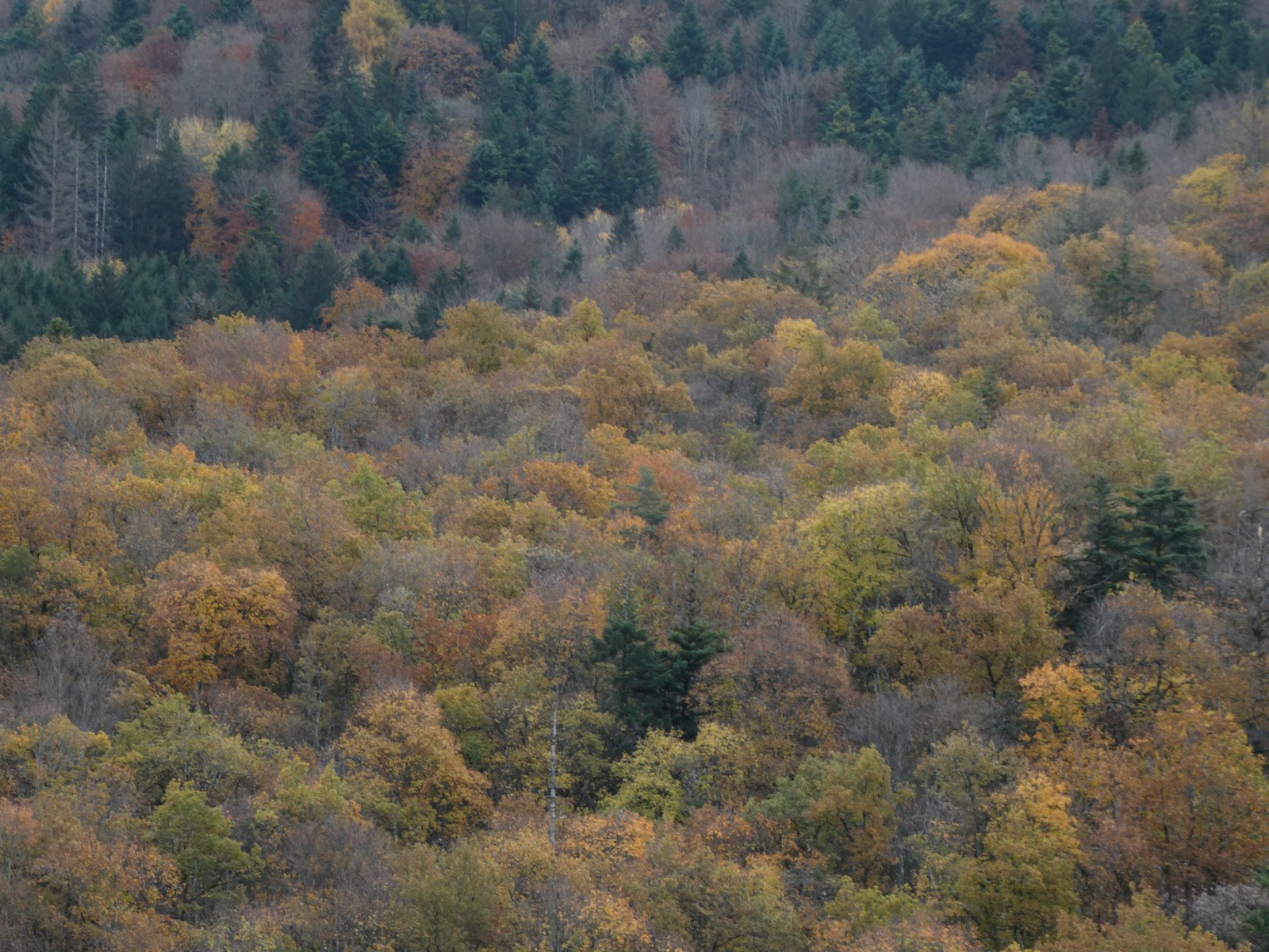 Encore des couleurs d'automne 