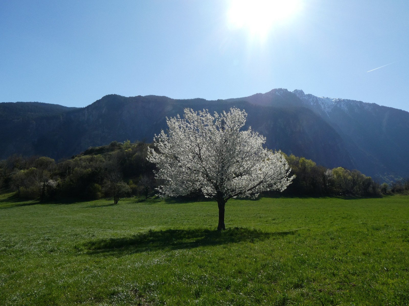 #21 Printemps! Printemps!