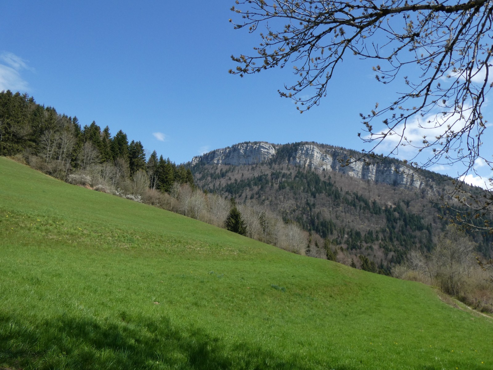#6 Vert Chartreuse Vert Chartreuse