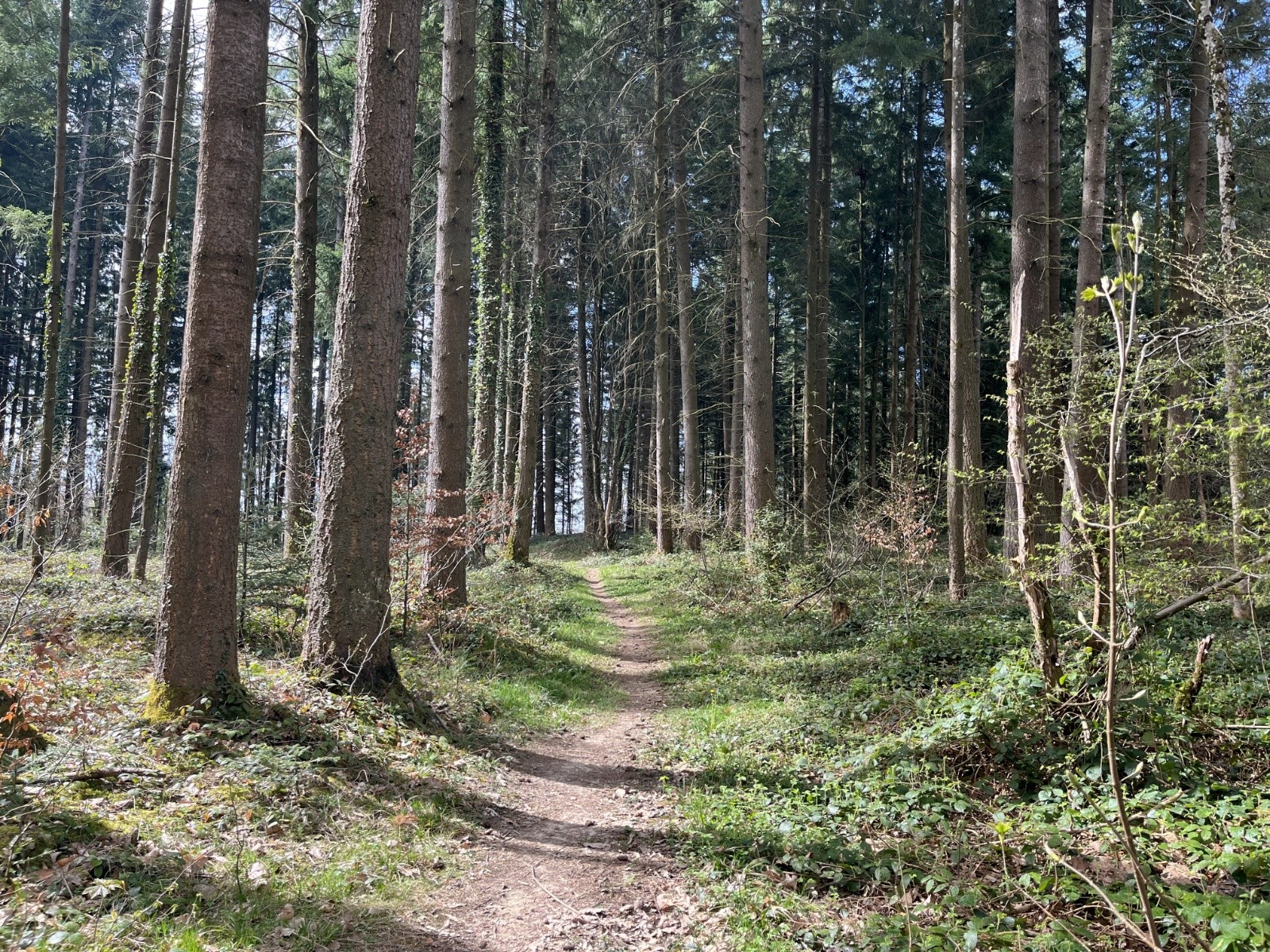 #4 Single en foret au dessus de Beyrin Single en foret au dessus de Beyrin