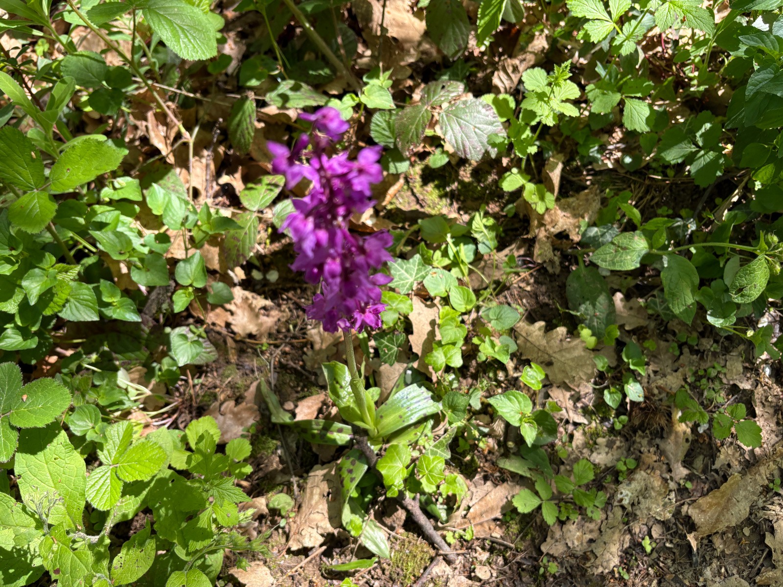 #3 "Orchis mascula" selon "Mistral LeChat" \