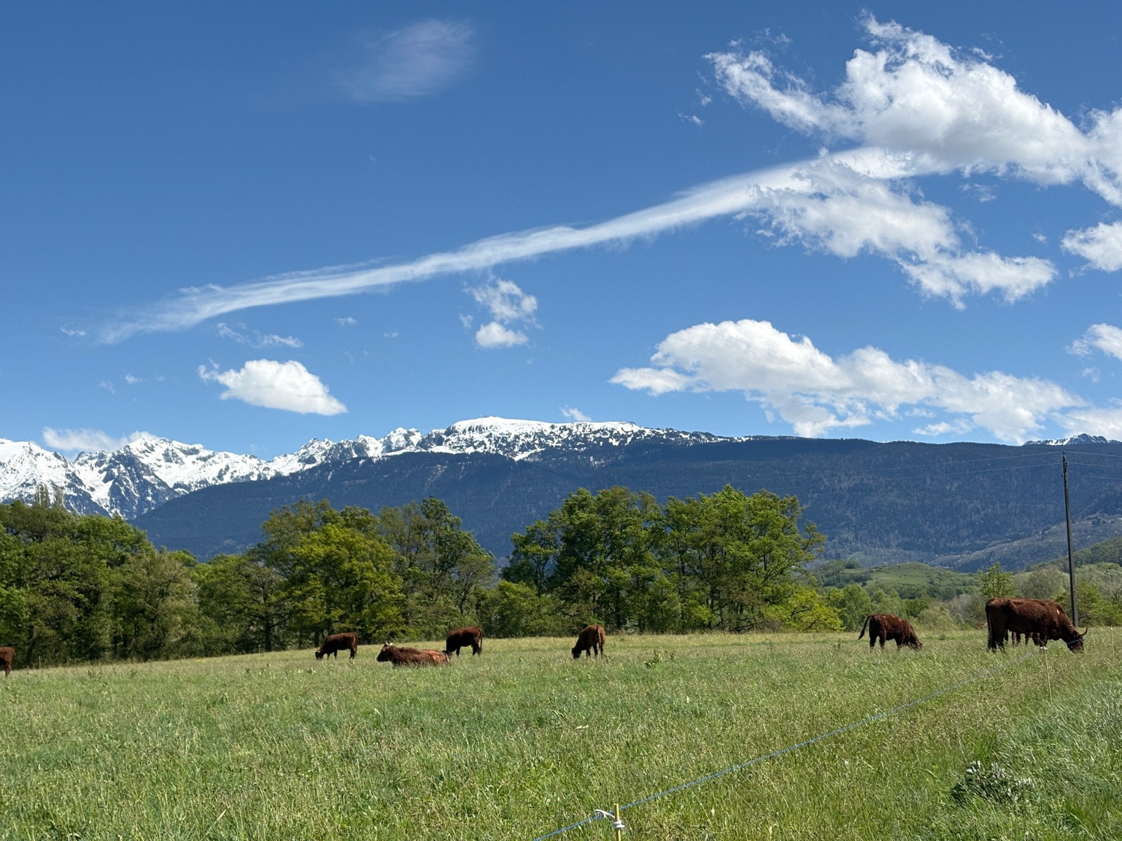 #1 Vaches Salers... Vaches Salers...