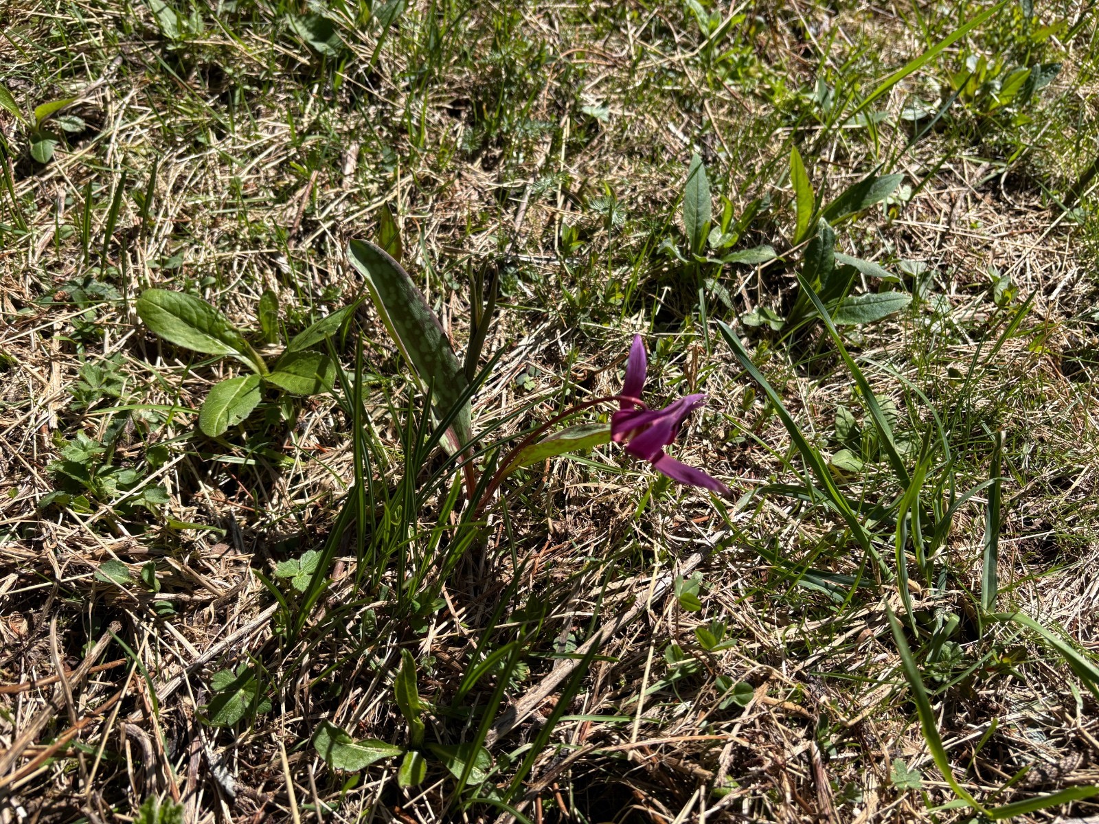 #14 Un peu de culture dans ce monde de brutes : voici l’orchis pourpre ! Un peu de culture dans ce monde de brutes : voici l’orchis pourpre !
