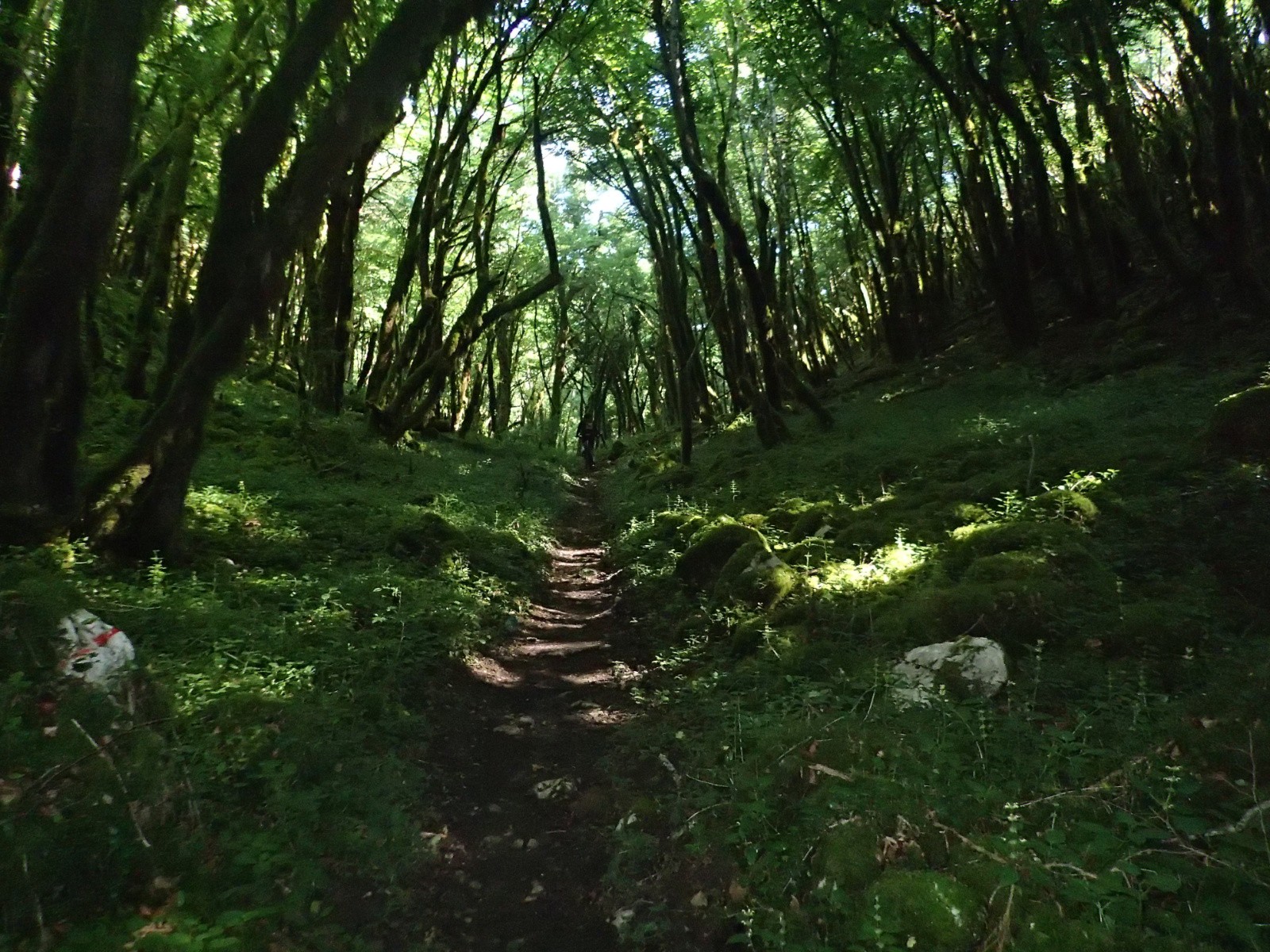 #2 Sentier secret bien vert ! Sentier secret bien vert !
