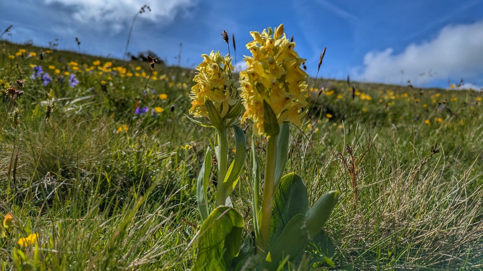 #11 orchis jaune orchis jaune