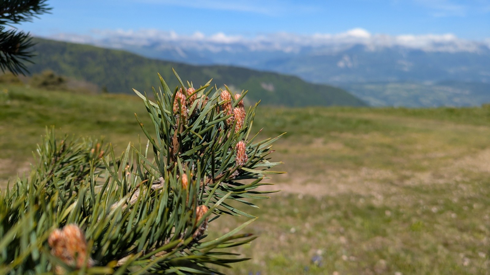 #12 bourgeons de pin comestibles bourgeons de pin comestibles