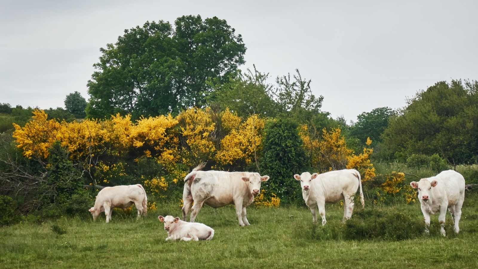 #29 Le plateau du Coiron, territoire d Le plateau du Coiron, territoire d'élevage bovin, au milieu des genêts en fleur. Certains chevaux des haras nationaux viennent également paîtrent ici.