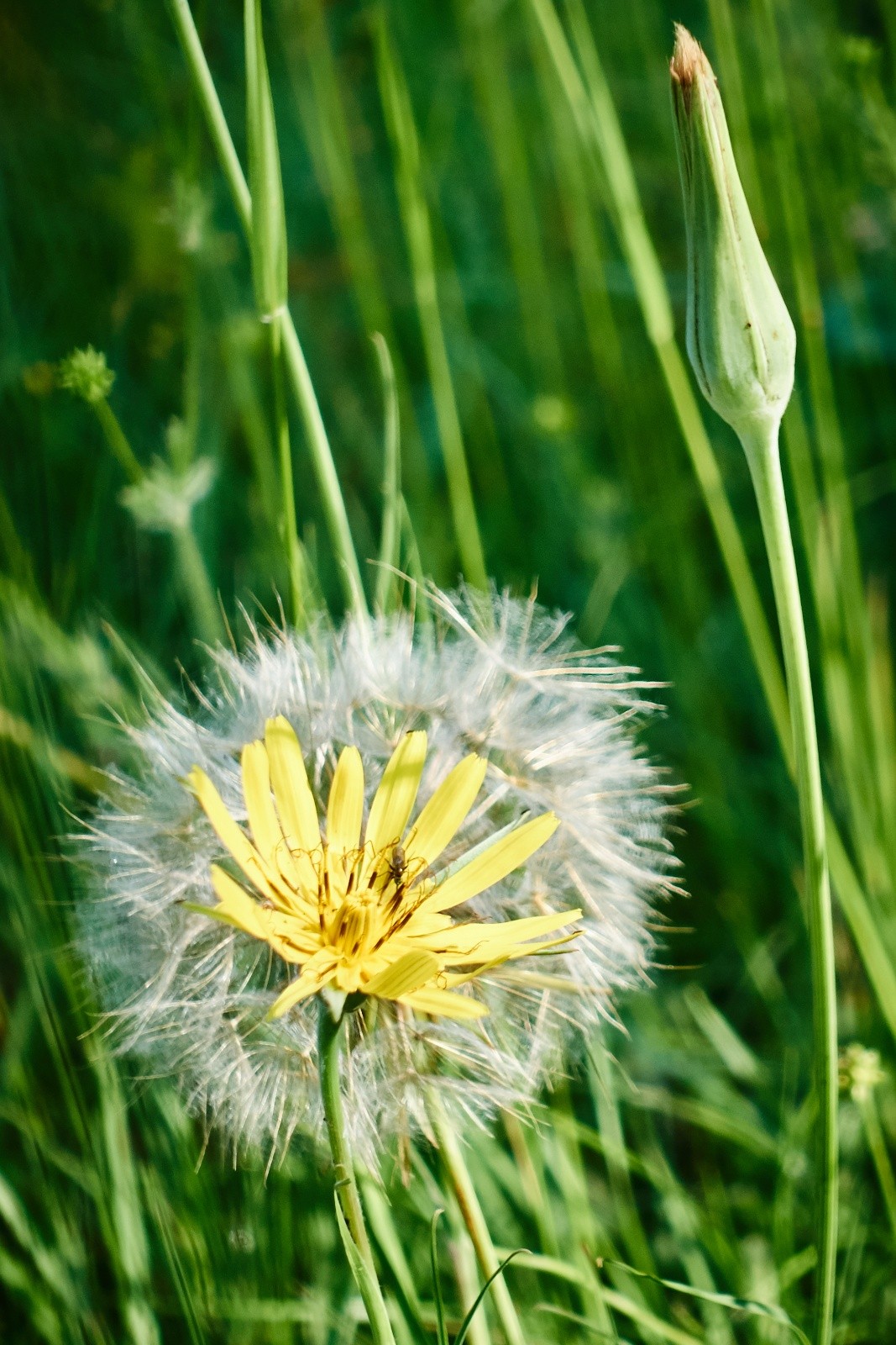 #23 Les fleurs jouent à cache-cache Les fleurs jouent à cache-cache