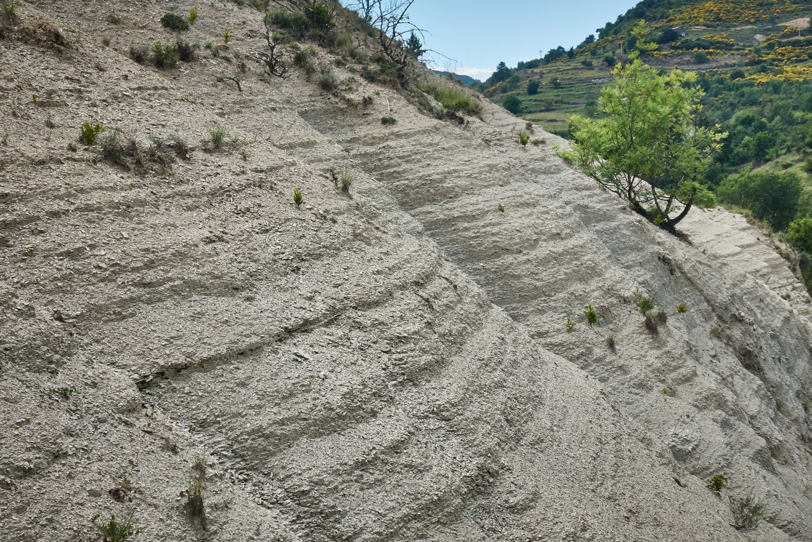 #32 Les marnes grises valanginiennes (Crétacé inf.) se retrouvent un peu partout sous le du plateau basaltique du Coiron (aux formes de relief inversées par rapport à l Les marnes grises valanginiennes (Crétacé inf.) se retrouvent un peu partout sous le du plateau basaltique du Coiron (aux formes de relief inversées par rapport à l'épanchement initial de la lave dans les fonds de vallée)